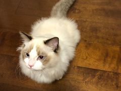 -糯米喵星人总部直营旗舰店·猫舍·幼猫出售