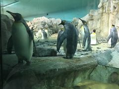 -新加坡飞禽公园