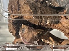 -酷以爬仙阁实体爬宠店·守宫·蜥蜴·专业繁育