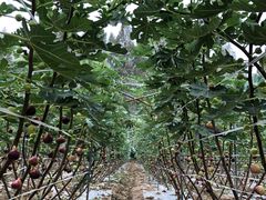 -武汉世外桃源农庄