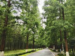 -黄海国家森林公园