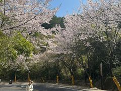-千岛湖天屿景区