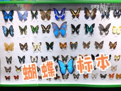 -七巧国萌宠乐园(龙湖天街店)