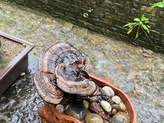 -玉河泉