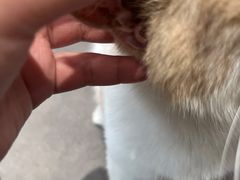 -飞行喵MR PILOT|猫舍·猫咖(静安大融城店)