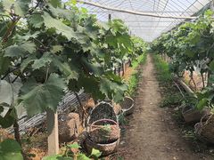 -马陆小张葡萄园农家乐