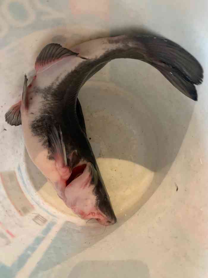 仙湖云南菜·蒸汽石锅鱼(三元桥店)-"点的特色湖团鱼,很鲜嫩.