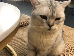 -Heymao猫咖.咖啡厅(东门店)