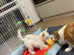 -翊宠yipet猫狗购宠庄园犬舍•猫舍