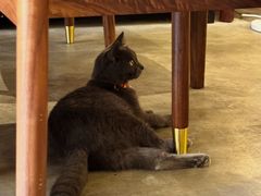 -蓝山四季西餐植物店