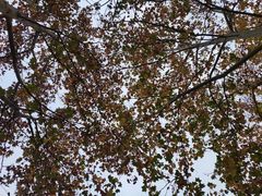 -吴记老店全牛汤