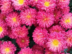 -中国天府农业博览园