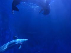 -多彩贵州城极地海洋世界