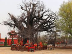 -大槐树寻根祭祖园
