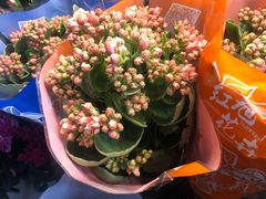 -万商花鸟市场