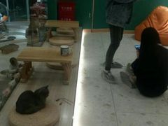 -飞行喵MR PILOT|猫舍·猫咖(静安大融城店)