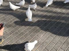 -高庙保安寺