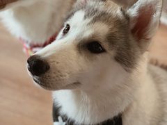 -Husky Go! 哈士奇体验馆·宠物咖啡厅狗咖