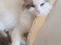 -平行世界·猫咖(首经贸店)