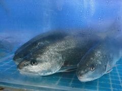-鼓歌海鲜舫·手抓海鲜(大学城店)