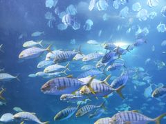 -太平洋海底世界