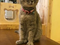 -猫色咖啡·猫咖