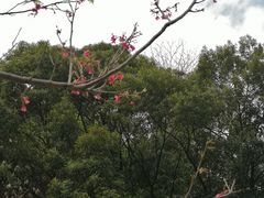 -火炉山森林公园