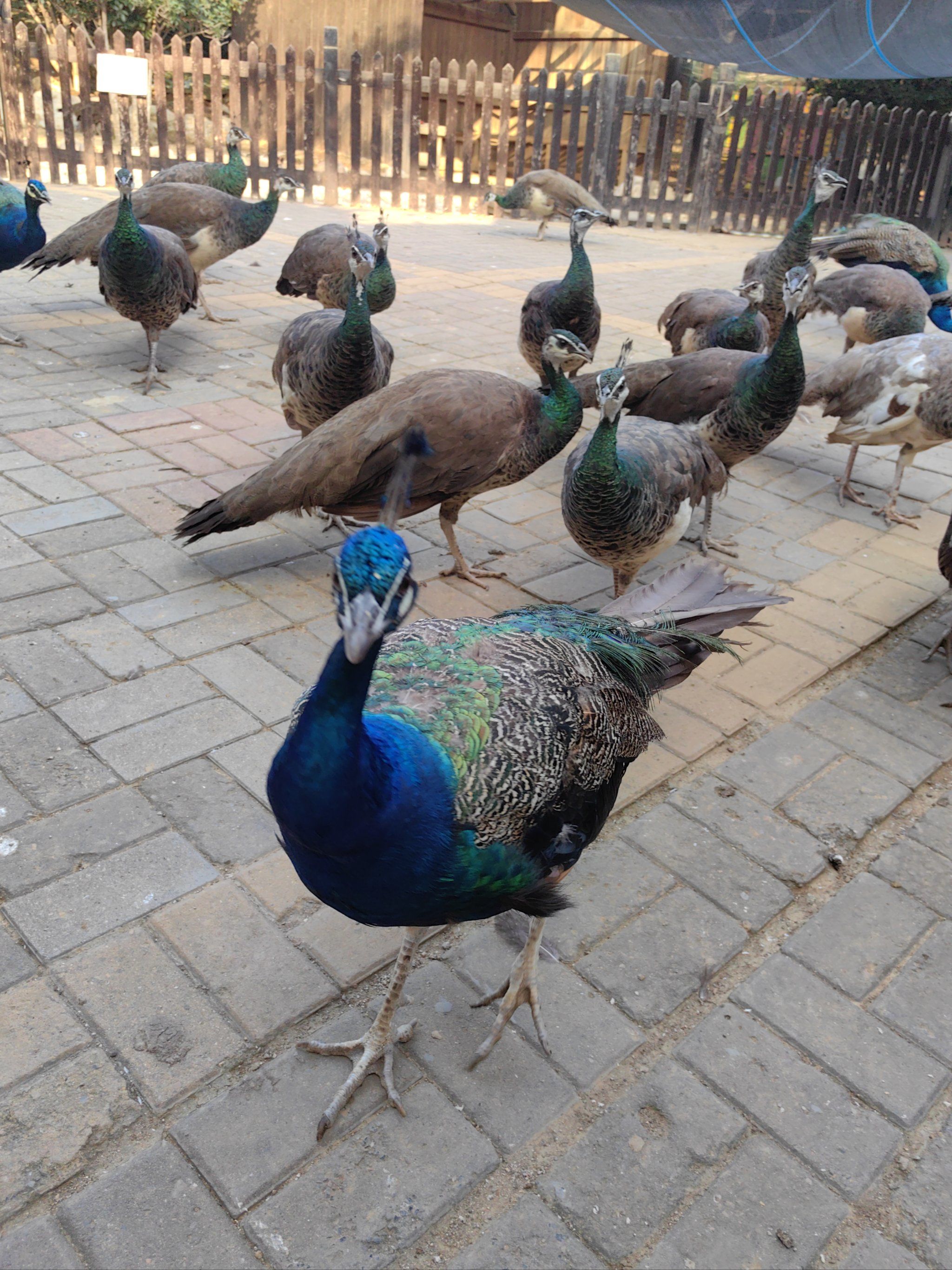 漯河神州鸟园,孩子门喜欢的乐园!