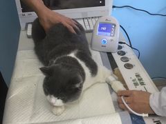 -瑞派福兴宠物医院犬猫全科·骨科·中西医结合(河东店)