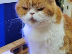 -喵园·猫主题咖啡厅·撸猫·猫咖(国贸店)