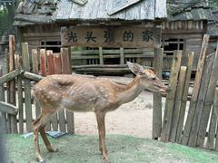 -清境桃源