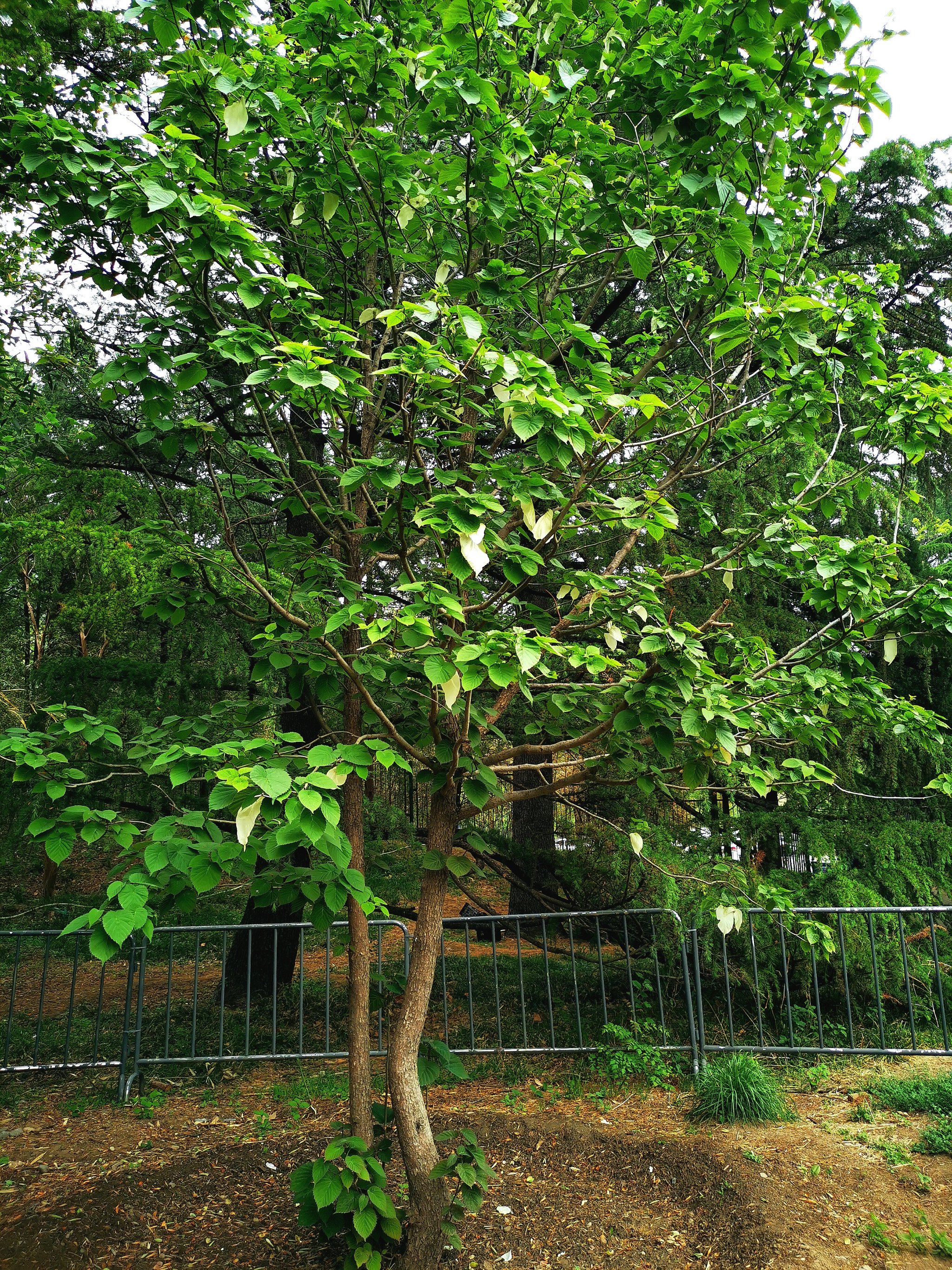 国家植物园‖珙桐花开