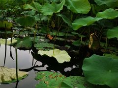 -莱西月湖公园
