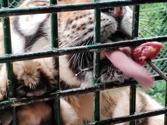 -深圳野生动物园