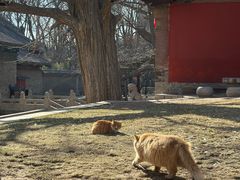 -晋祠公园