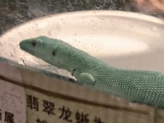 -深圳野生动物园