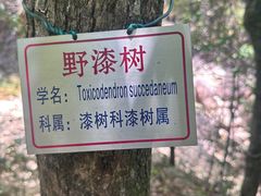 -祁门牯牛降观音堂风景区