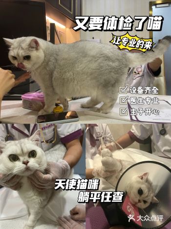 专业才能放心️为主子安排专业贴心的VIP体检️