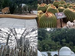 -深圳仙湖植物园