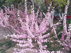 -莲花池公园