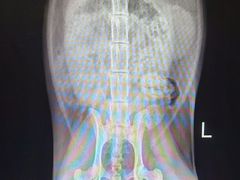 -康成宠物医院24H·CT·核磁共振