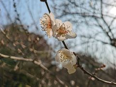 -杭州植物园