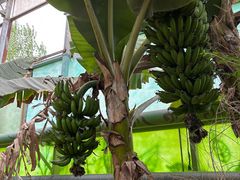 -呀路古热带植物园