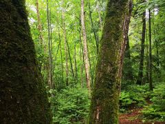 -五营红松林海景区