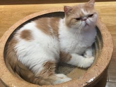 -滚猫咖啡·猫咖·猫友好撸猫(未来城店)