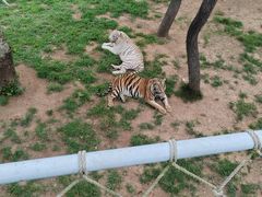 -西霞口神雕山野生动物世界