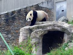 -卧龙中华大熊猫苑神树坪基地
