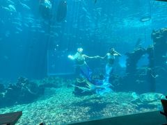-海棠湾洲际-涛·海底餐厅·美人鱼·自助餐·海底隧道