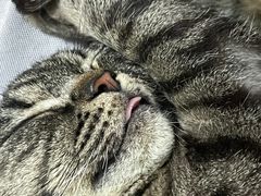 -派联宠物医院·24h·CT·异宠