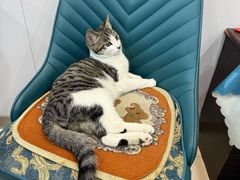 -张忠礼全羊汤手把肉(福祥家园店)